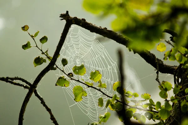 Spider Web Water Drops Hanging Branch Water — Stock Photo, Image