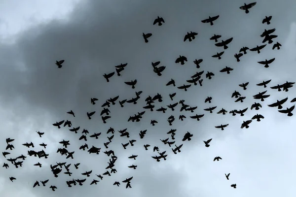 Een Zwerm Duiven Vliegt Hoog Onder Regenachtige Donkere Lucht — Stockfoto