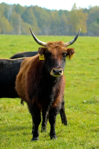 Vieja Raza Vacas Criadas República Checa — Foto de Stock