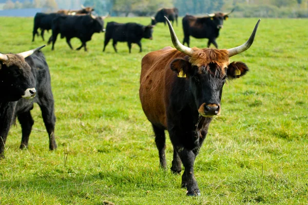Vieja Raza Vacas Criadas República Checa —  Fotos de Stock