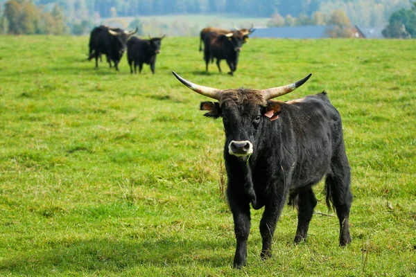 Vieja Raza Vacas Criadas República Checa —  Fotos de Stock