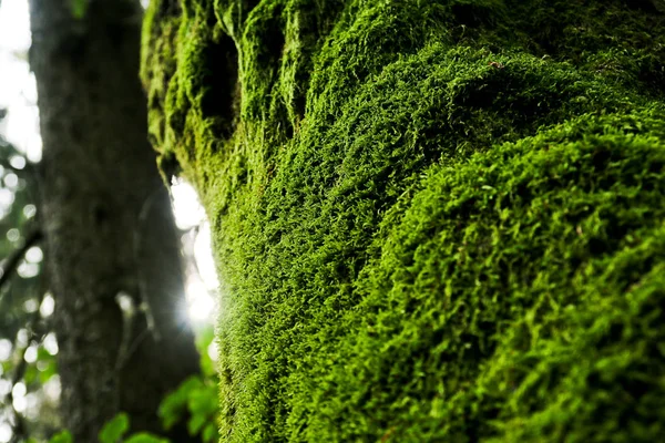 一幅来自捷克共和国旧深布本木的图片 树干上的青苔细节 — 图库照片