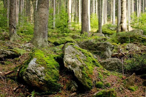 Une Photo Vieux Bois Profond Boubn République Tchèque — Photo