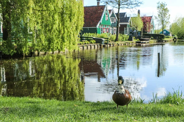 Rybníka Staré Holandské Vesnici Stojí Divoká Kachna Dívá Tebe — Stock fotografie