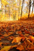 Pěkný výhled z podzimní přírody s barevné stromy a klidnou atmosféru. 