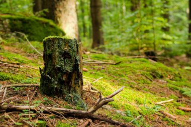 Güzel ilkel bir ulusal park ormanda bir manzara. Sonbahar geliyor. 