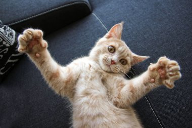 Sevimli bir genç tabby kedi pençeleri ile oynuyor. Büyük bir şey gösteriyor gibi görünüyor.. 