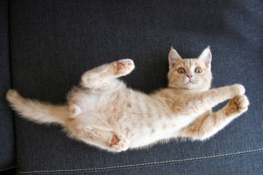 Sevimli kırmızı saçlı tekir tomcat kanepede yatan ve mutlu ve memnun seyir. 