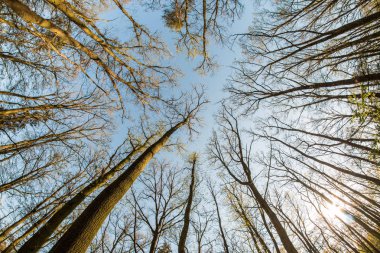 Kaplıca gündüz içinde ağaç tepelerinin ararken. 
