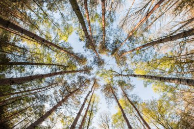 Kaplıca gündüz içinde ağaç tepelerinin ararken. 