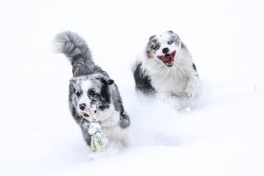 Kış aylarında iki Avustralya çobanın peşinde koşan bir resim. Onlar oyuncak için mücadele ediyorlar. 
