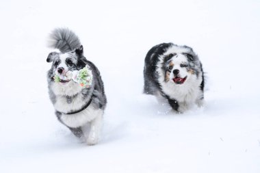Kış aylarında iki Avustralya çobanın peşinde koşan bir resim. Onlar oyuncak için mücadele ediyorlar. 