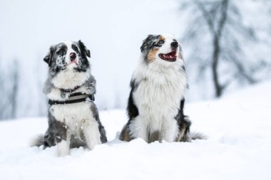 İki sevimli Avustralyalı Shepherds kış aylarında kar poz portre. 