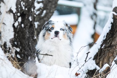 Kış aylarında sevimli bir Avustralyalı çoban portresi. 