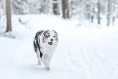 Kış aylarında Avustralyalı çoban çalışan bir resim. O yorgun görünüyor, dilini ağzına asılı. 