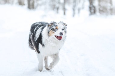 Kış aylarında Avustralyalı çoban çalışan bir resim. O yorgun görünüyor, dilini ağzına asılı. 