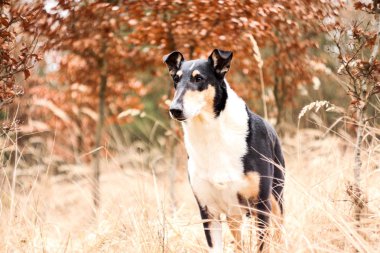 Güzel renkli kısa saçlı Collie bir portre resmi. 
