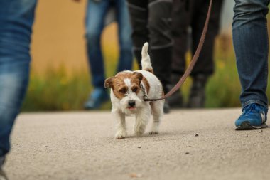 A picture of a Jack Russell Terrier on a lead. He is quite tired.  clipart