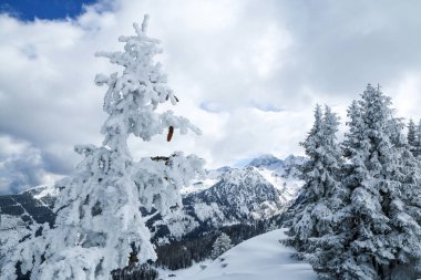Güneşli gün resimden Avusturya Alpleri'nde. Görünürlük büyük, doğa çok güzel. Dağların doruklarına bazı bulutlarda saklanıyor. Sadece birkaç ağaçların tepeleri üzerinde. 