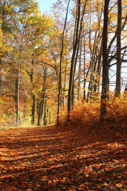 Renkli ağaçlar ve sakin atmosferi ile sonbahar doğadan güzel görünüm. 
