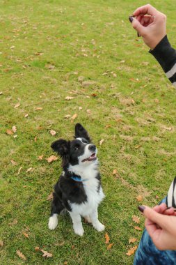 Genç sınır Collie köpek oturan ve onun ön pençeleri vazgeçmek. Onun sahibinin bir zarif için yalvarır. 