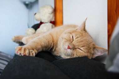 Sevimli kırmızı saçlı tekir tomcat kanepede yatan ve mutlu ve memnun seyir. 