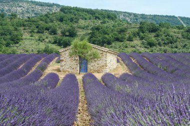 Bir resim Provance sırasında yaz ve lavanta çiçek dolu güzel alanların.
