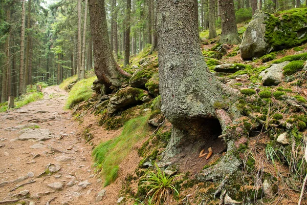 Une Vue Belle Forêt Primitive Dans Parc National Automne Arrive — Photo