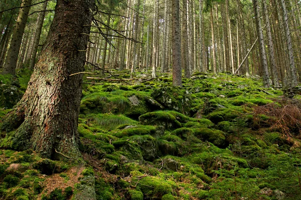 Uma Vista Bela Floresta Primitiva Parque Nacional Outono Está Chegando — Fotografia de Stock