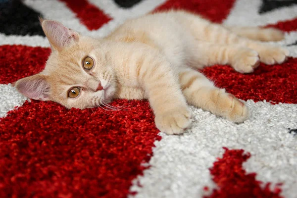 Een Schattig Kitten Slaperig Liggend Een Tapijt — Stockfoto