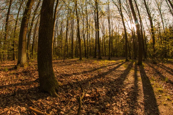 A forest during the nice evening in the summer. Some leafs are already down. The sun is going down.