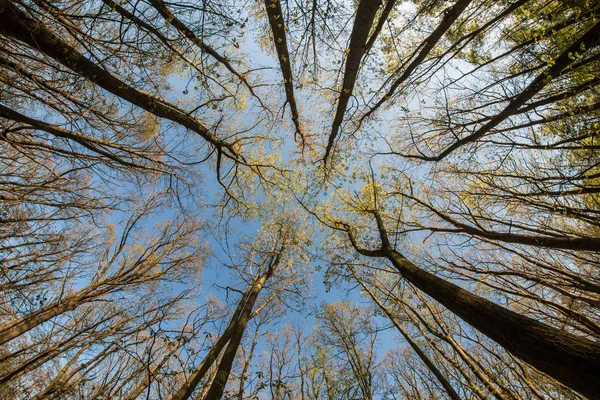 Mirando Hacia Arriba Las Copas Los Árboles Durante Día Aguas — Foto de Stock