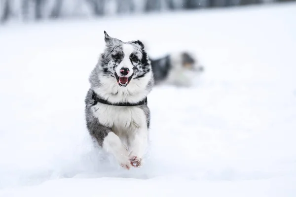 Obrázek Běžícím Australského Ovčáka Zimě Opravdu Líbí — Stock fotografie