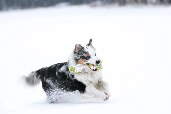 A picture of running australian shepherd during winter. He really enjoys this. He is holding the rope in his mouth.