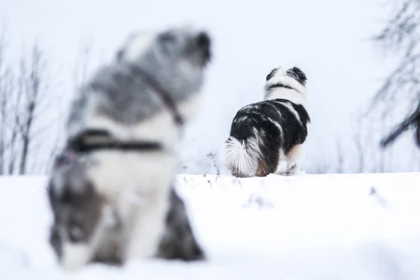 Het Portret Van Een Schattige Australian Shepherd Tijdens Winter — Stockfoto