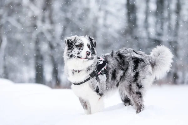 Portrait Berger Australien Mignon Pendant Hiver — Photo