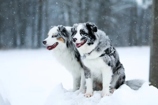 Portrait Two Cute Australian Shepherds Posing Snow Winter — Stock Photo, Image