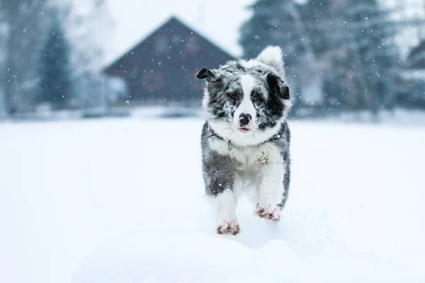 Une Photo Berger Australien Marche Pendant Hiver Aime Vraiment — Photo