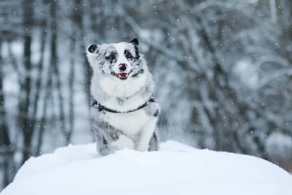 Obrázek Běžícím Australského Ovčáka Zimě Opravdu Líbí — Stock fotografie