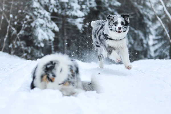 Une Photo Berger Australien Marche Pendant Hiver Aime Vraiment — Photo