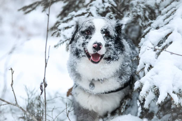Portret Cute Australijskiego Pasterza Zimą — Zdjęcie stockowe