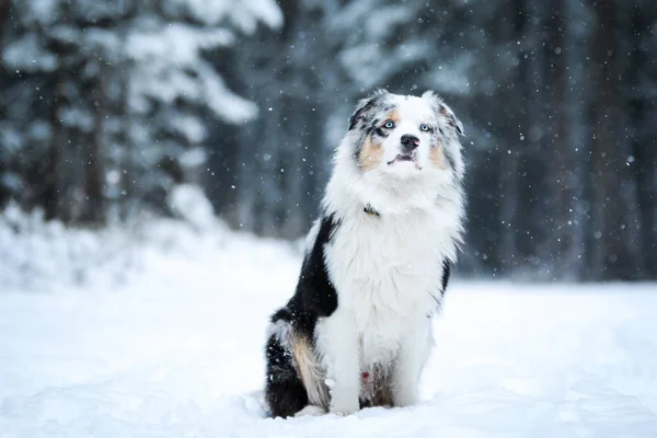 Portrait Mignon Berger Australien Hiver Est Assis Sur Route Enneigée — Photo