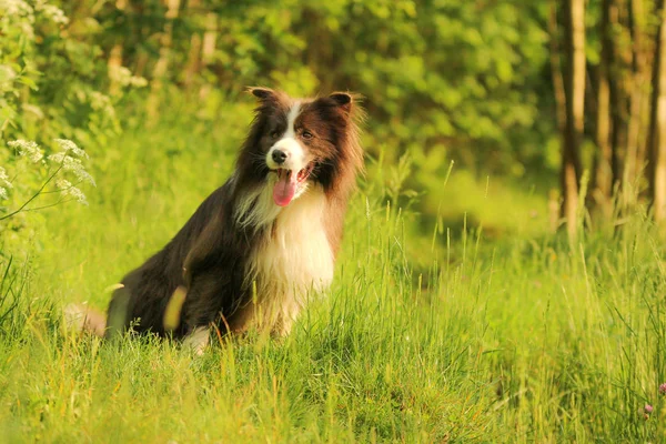 Une Photo Jeune Collie Frontalier Mâle Assis Sur Herbe Dans — Photo