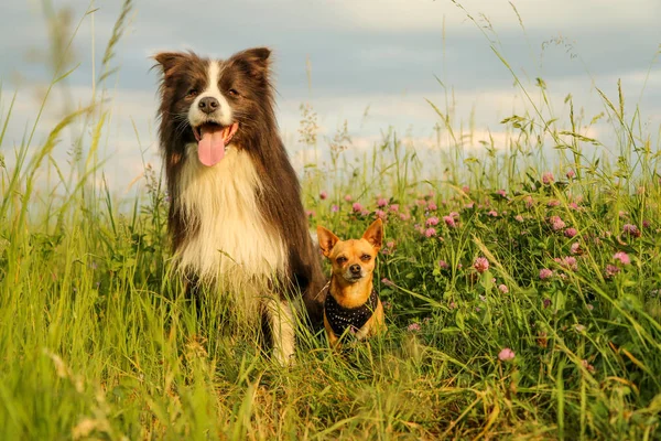 牧草地に座って 離れて見て2匹の犬の友人の写真 二人はとても幸せそうに見える — ストック写真