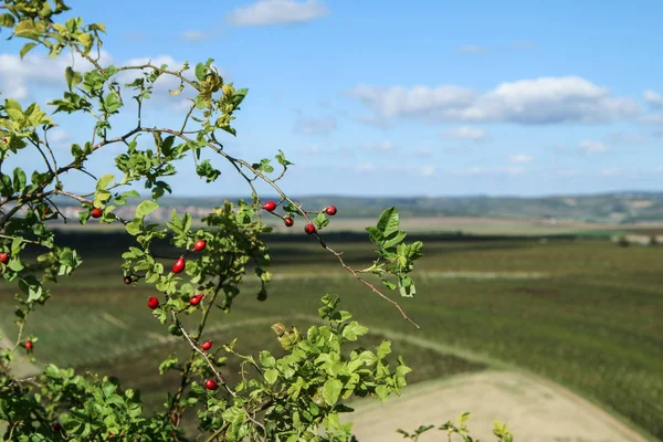 Picture Vineyard Moravia Czech Republic Grapes Ripe Harvest Close — Stock Photo, Image