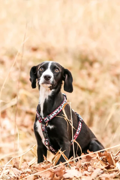 A portrait picture of a cute young crossbreed puppy.