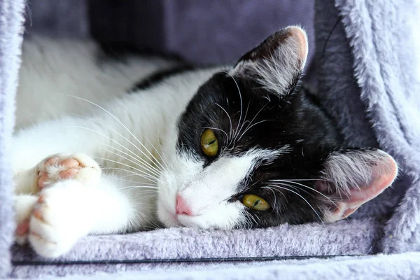 Een Schattige Kat Liggend Haar Speelhuis — Stockfoto