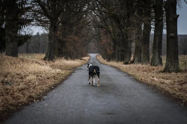Samotny Pies Jest Chodzenie Daleko Przy Ten Droga Przez Ten — Zdjęcie stockowe