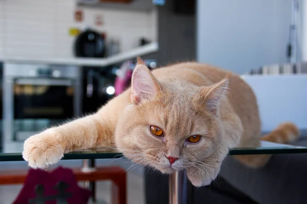 Ein Fauler Rothaariger Gestromter Kater Liegt Auf Dem Tisch Und — Stockfoto