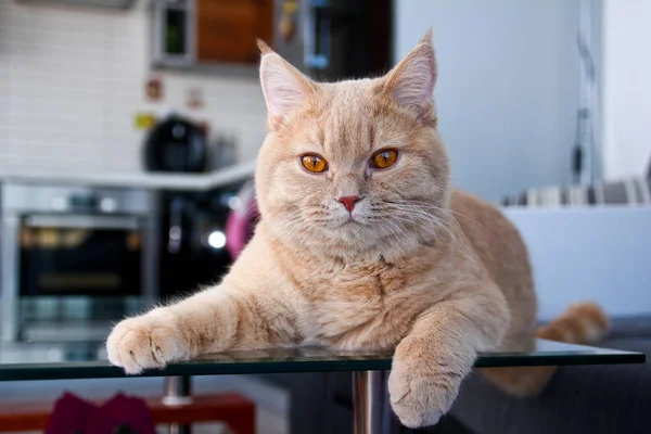 Lazy Red Haired Tabby Tomcat Lying Table Quite Relaxed Enjoys — Stock Photo, Image